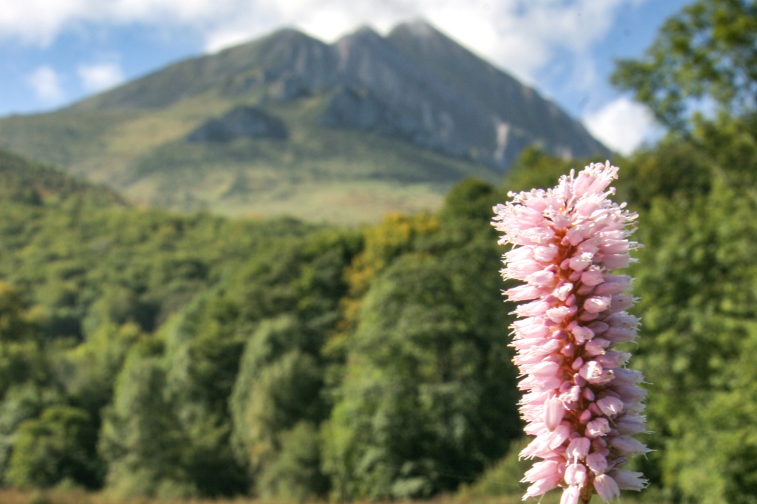 Réseau Education Pyrénées Vivantes